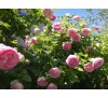 Роза плетистая Эден Роуз (Eden Rose)01